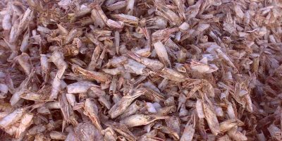 SHRIMPS FOR FISHMEAL.jpg